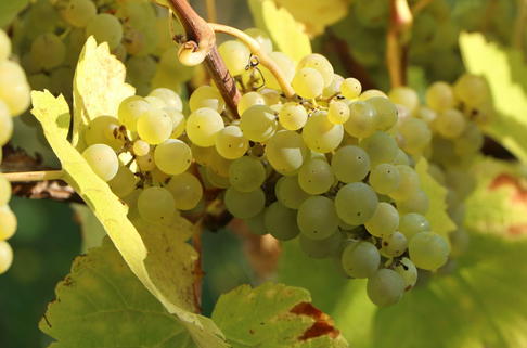 Weintraube 'Suzi' - Vitis 'Suzi'