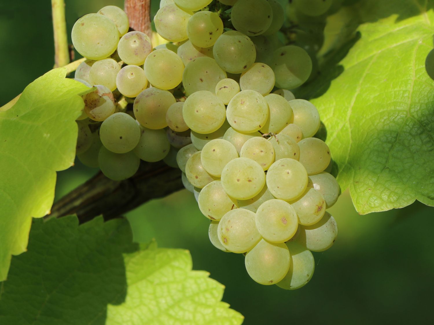 Weintraube 'Weißer Riesling'