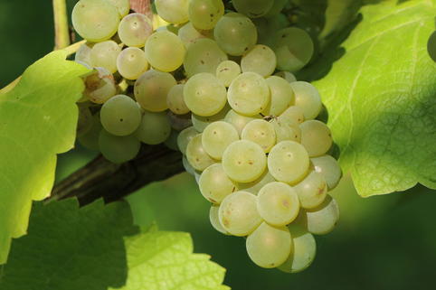 Weintraube 'Weißer Riesling' - Vitis vinifera 'Weißer Riesling'