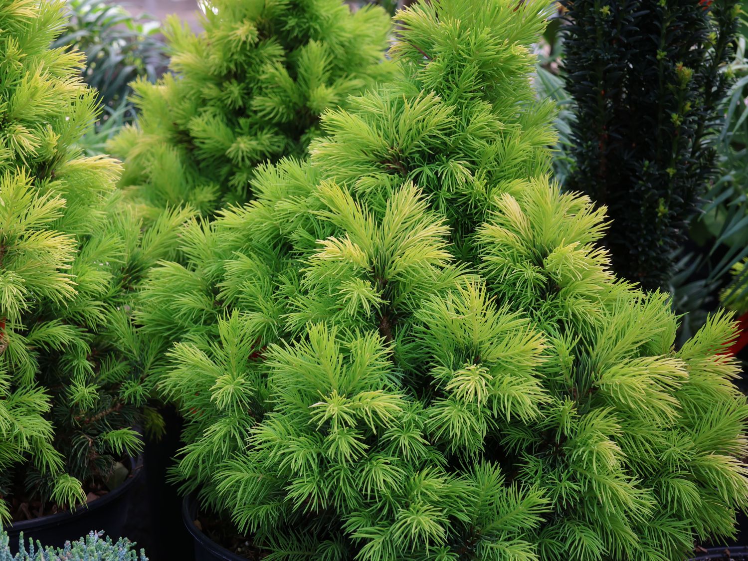 Weiß-Fichte 'Maisonne'