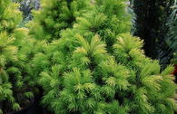 Weiß-Fichte 'Maisonne'