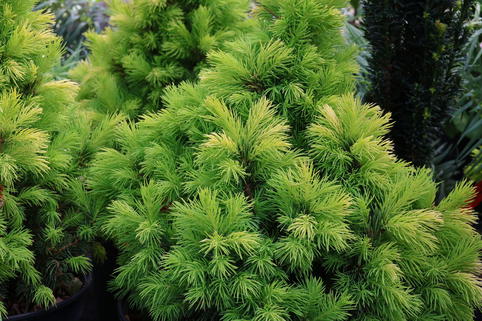 Weiß-Fichte 'Maisonne' - Picea glauca 'Maisonne'