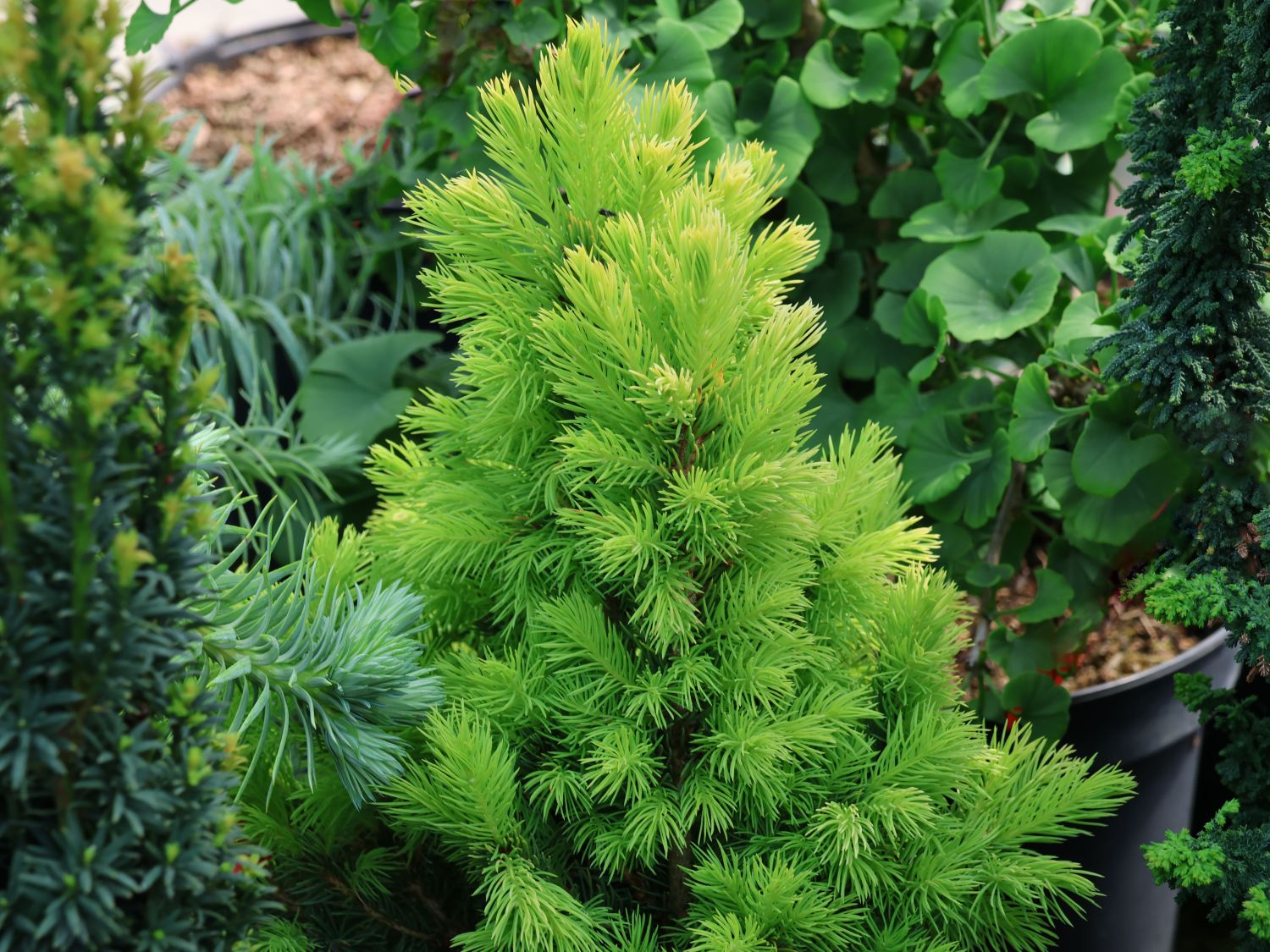 Weiß-Fichte 'Maisonne' - Picea glauca 'Maisonne'