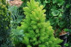 Weiß-Fichte 'Maisonne' - Picea glauca 'Maisonne'