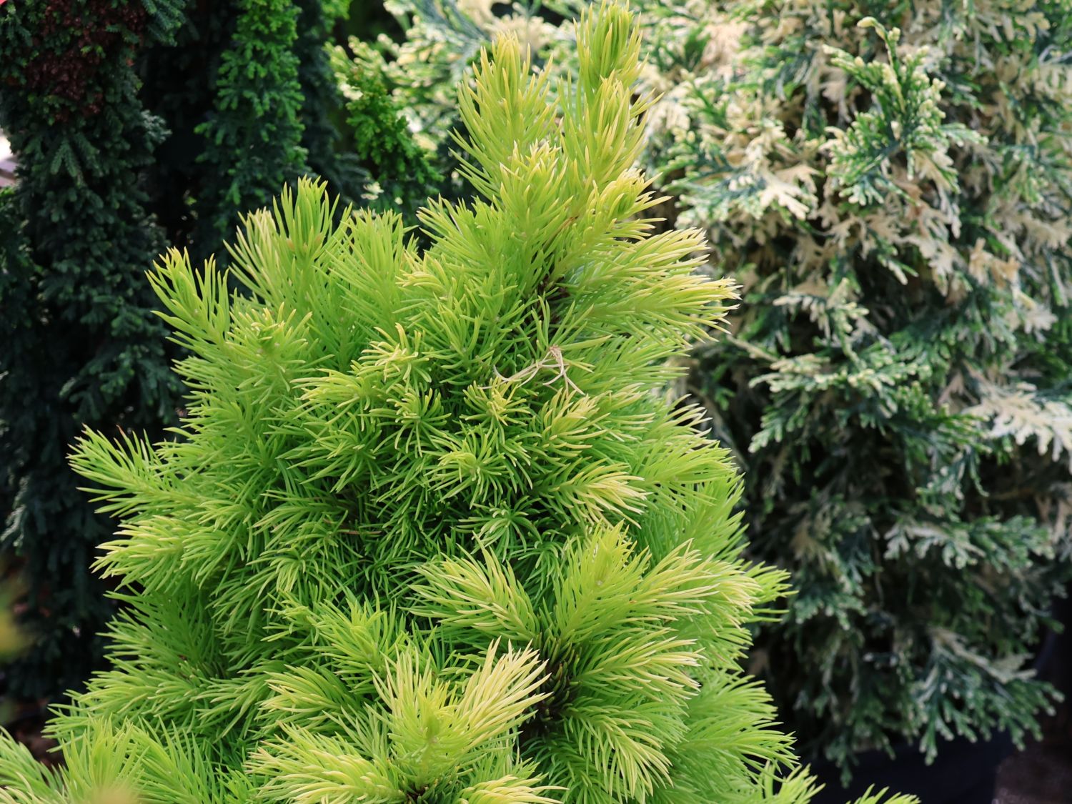 Weiß-Fichte 'Maisonne' - Picea glauca 'Maisonne'
