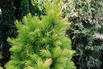 Weiß-Fichte 'Maisonne' - Picea glauca 'Maisonne'
