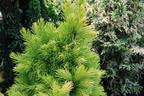 Weiß-Fichte 'Maisonne' - Picea glauca 'Maisonne'