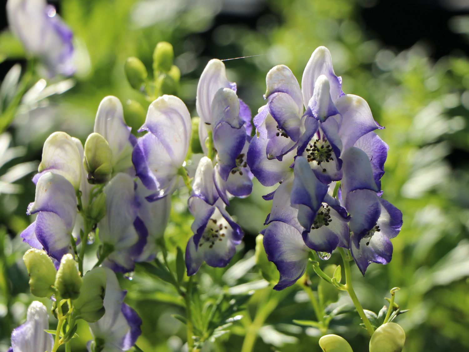 Weißblaublühender Eisenhut 'Bicolor' - Aconitum x cammarum 'Bicolor'