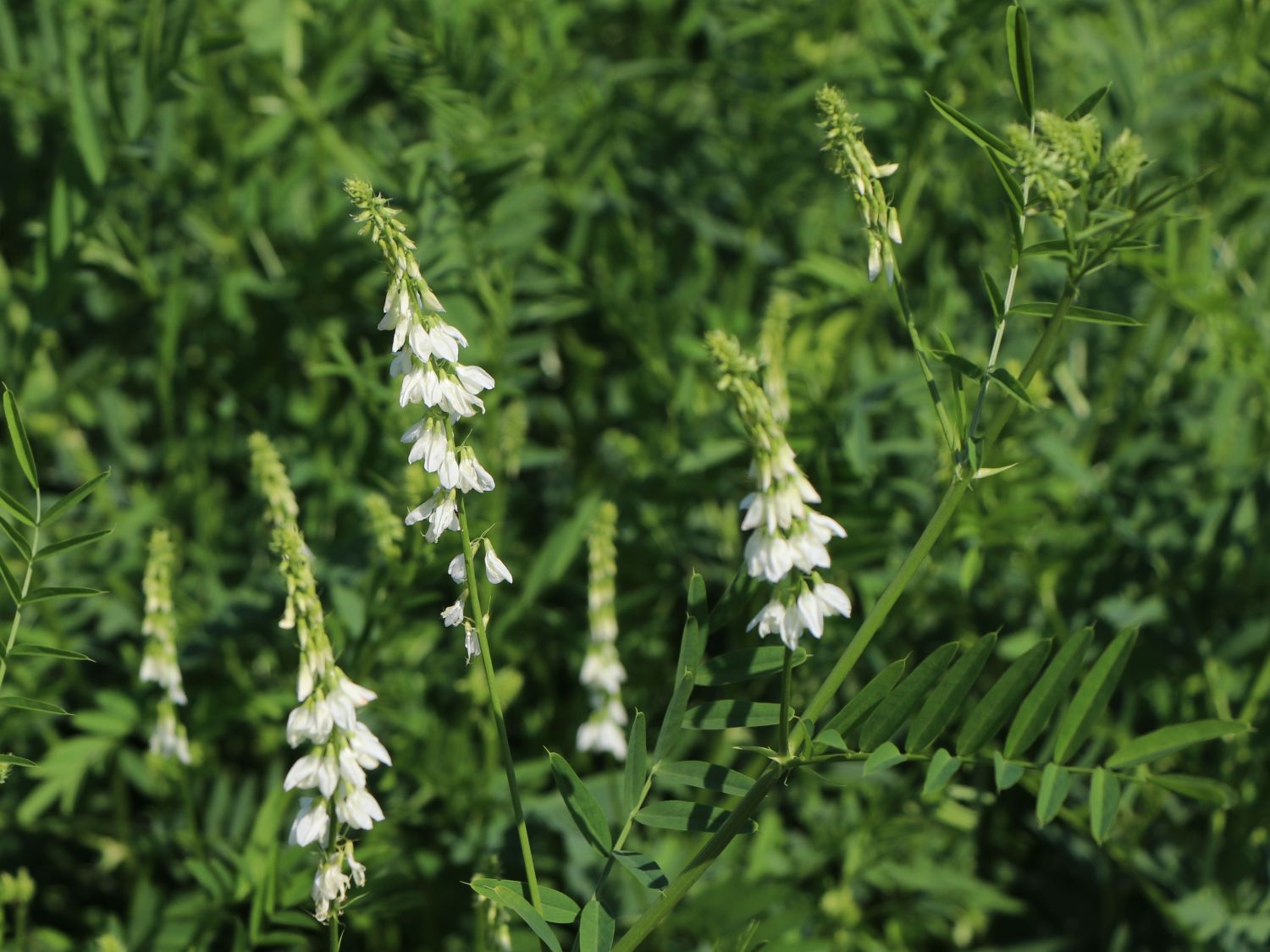 Weißblühende Geißraute 'Alba' - Galega officinalis 'Alba'