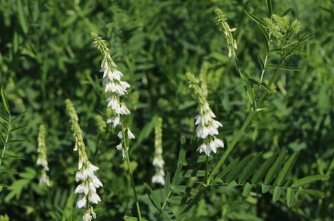 Weißblühende Geißraute 'Alba' - Galega officinalis 'Alba'
