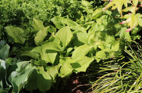 Weißblühende-Lilien-Funkie 'Royal Standard' - Hosta plantaginea 'Royal Standard'
