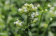 Weißblühende Spornblume 'Albiflorus'