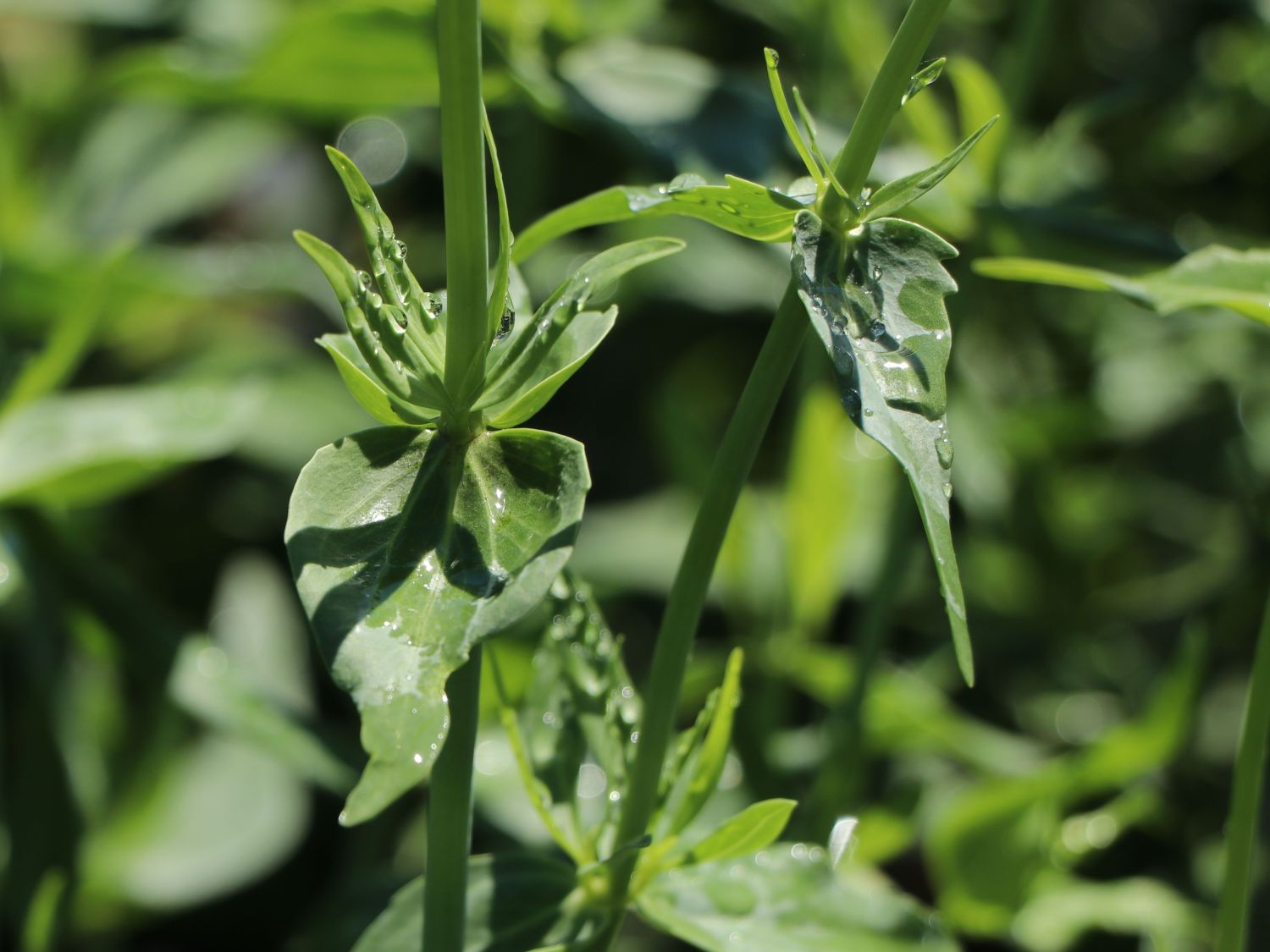 Weißblühende Spornblume 'Albiflorus' - Centranthus ruber 'Albiflorus'