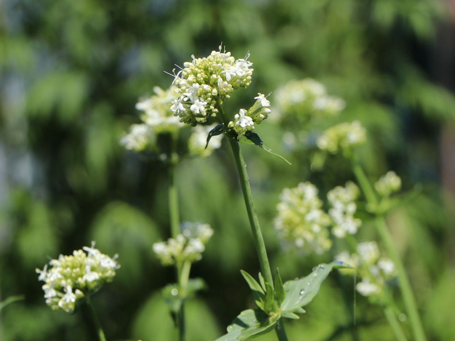 Weißblühende Spornblume 'Albiflorus' - Centranthus ruber 'Albiflorus'