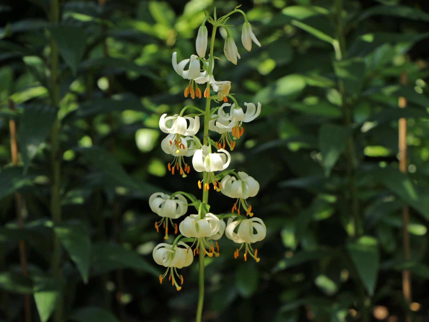 Weißblühende Türkenbund-Lilie - Lilium martagon var. album