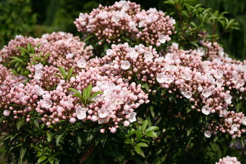 Weißblühender Berglorbeer 'Elf' - Kalmia latifolia 'Elf'