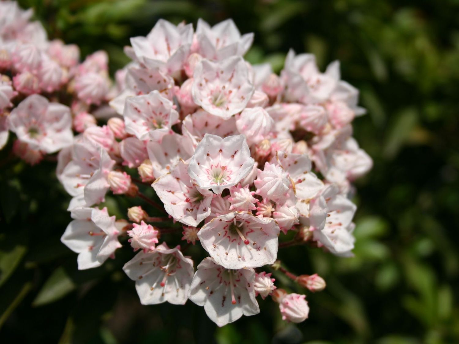 Weißblühender Berglorbeer 'Elf' - Kalmia latifolia 'Elf'