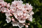 Weißblühender Berglorbeer 'Elf' - Kalmia latifolia 'Elf'