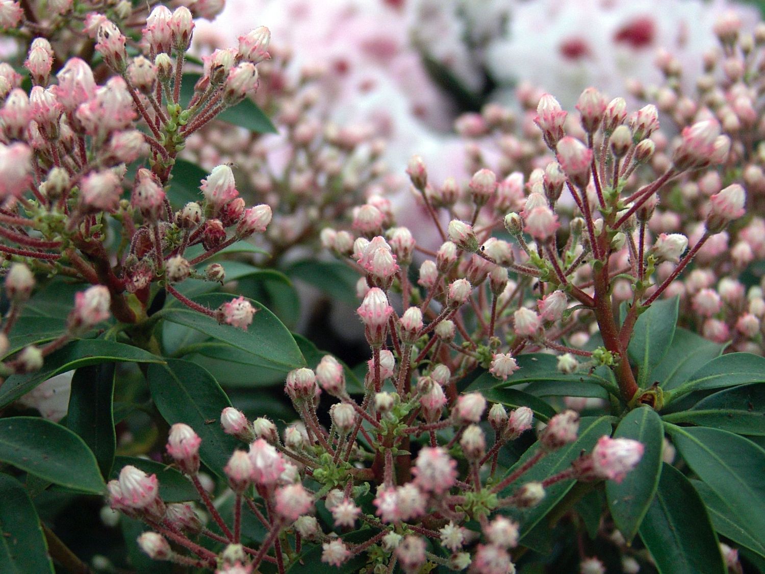 Weißblühender Berglorbeer 'Elf' - Kalmia latifolia 'Elf'