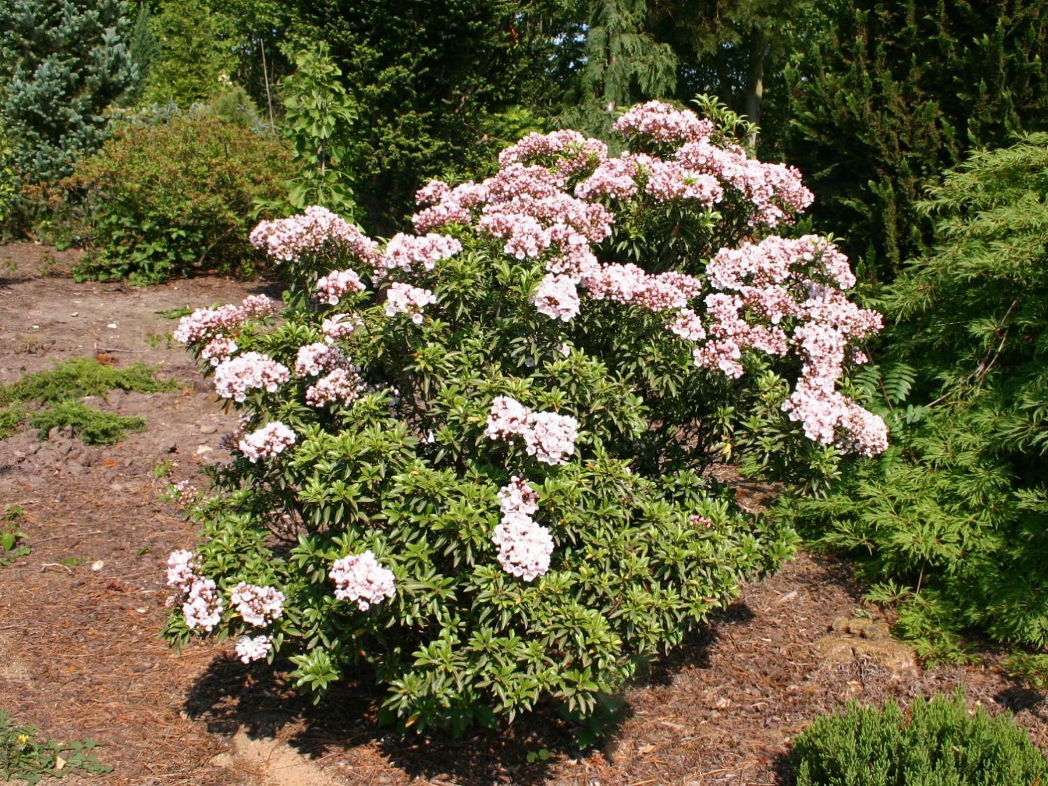 Weißblühender Berglorbeer 'Elf' - Kalmia latifolia 'Elf'