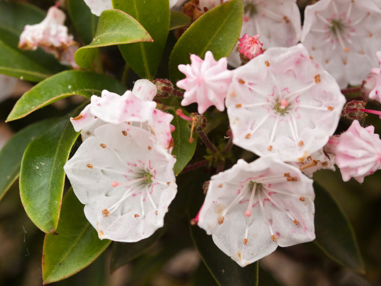 Weißblühender Berglorbeer 'Elf' - Kalmia latifolia 'Elf'
