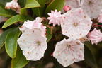 Weißblühender Berglorbeer 'Elf' - Kalmia latifolia 'Elf'