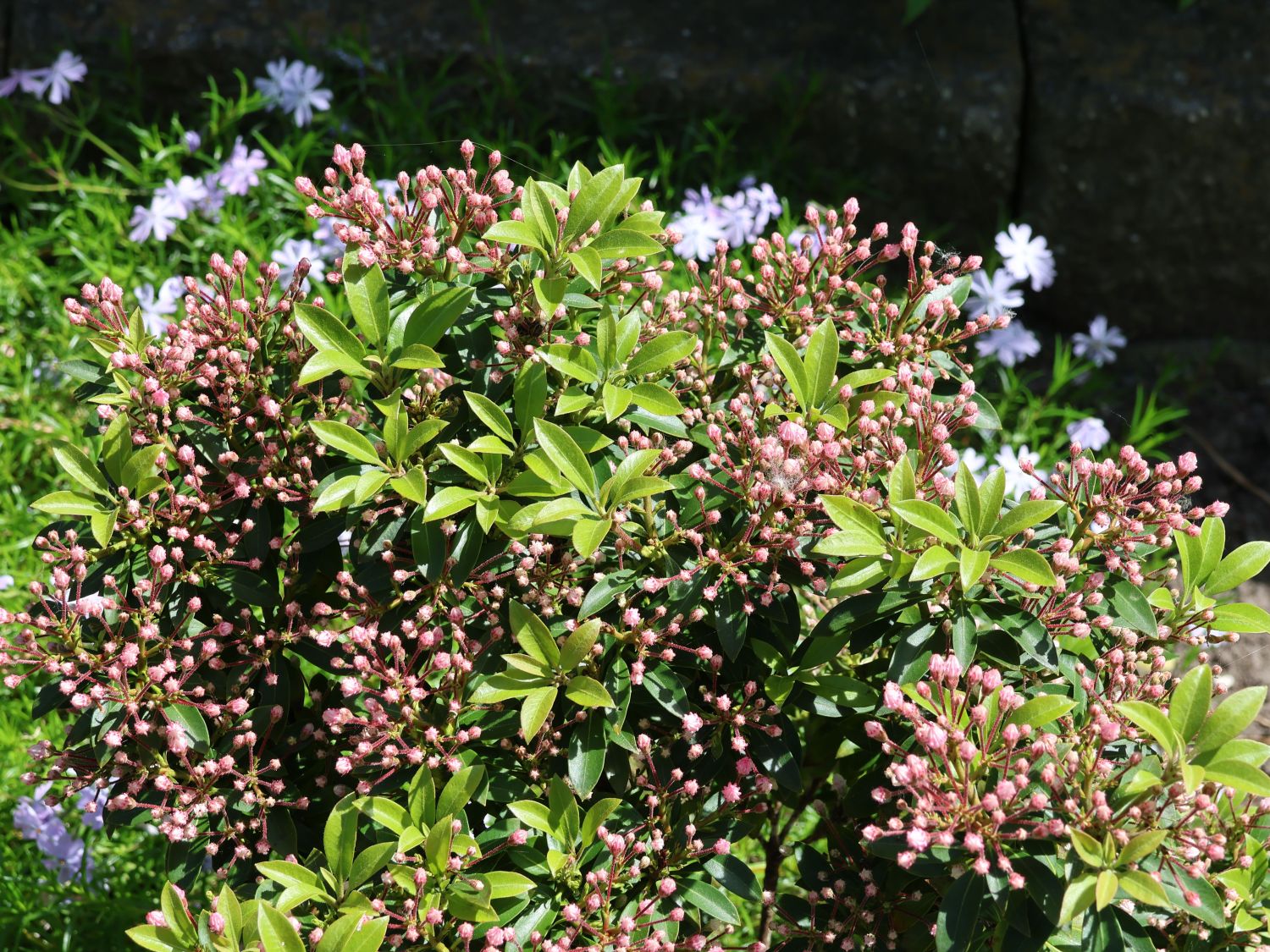 Weißblühender Berglorbeer 'Elf' - Kalmia latifolia 'Elf'