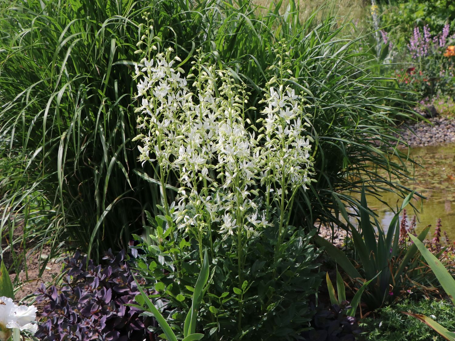 Weißblühender Diptam 'Albiflorus' - Dictamnus albus 'Albiflorus'