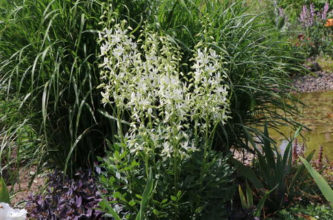 Weißblühender Diptam 'Albiflorus' - Dictamnus albus 'Albiflorus'