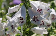 Weißblühender Fingerhut 'Alba'