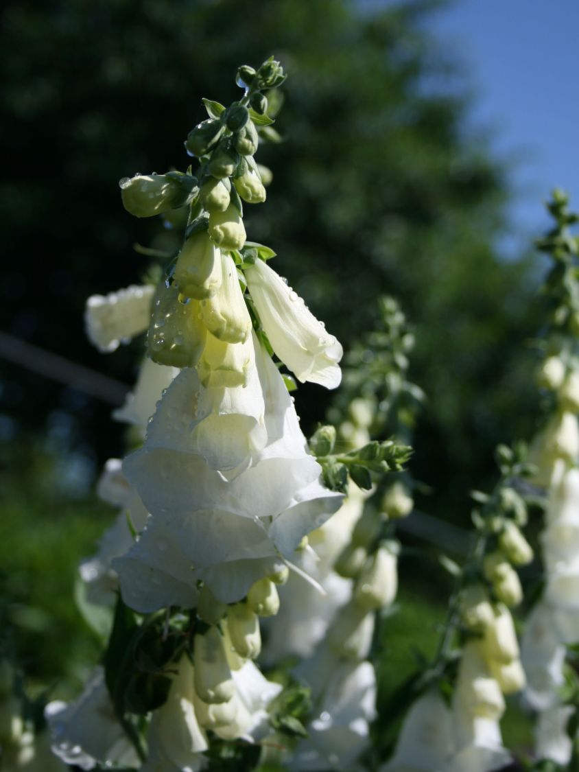 Weißblühender Fingerhut 'Alba' - Digitalis purpurea 'Alba'