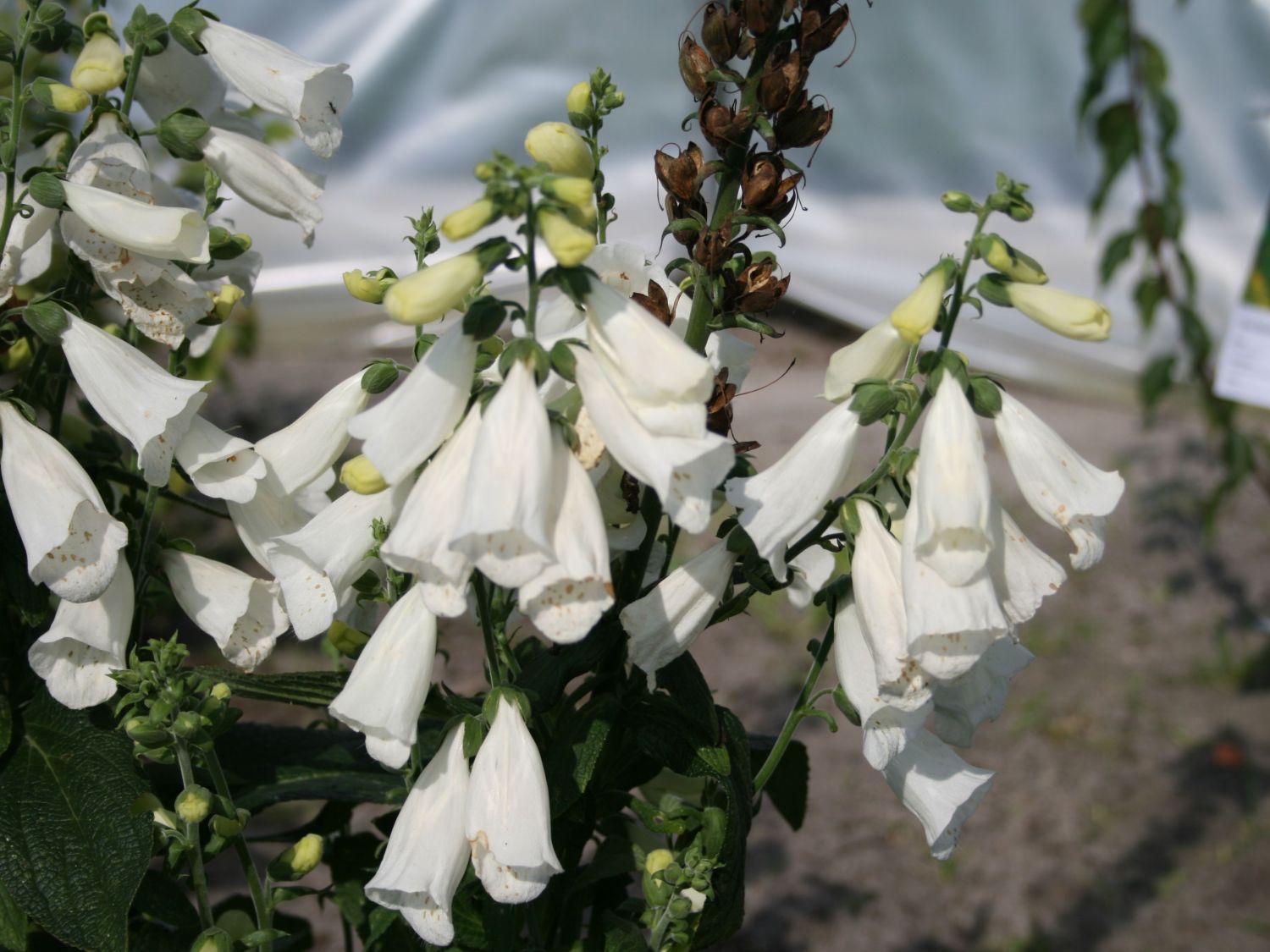 Weißblühender Fingerhut 'Alba' - Digitalis purpurea 'Alba'