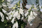 Weißblühender Fingerhut 'Alba' - Digitalis purpurea 'Alba'