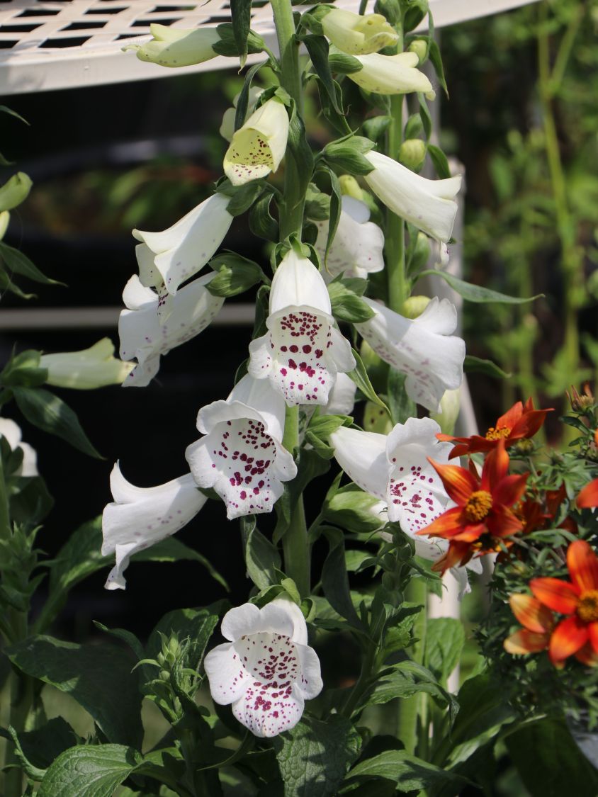 Weißblühender Fingerhut 'Alba' - Digitalis purpurea 'Alba'