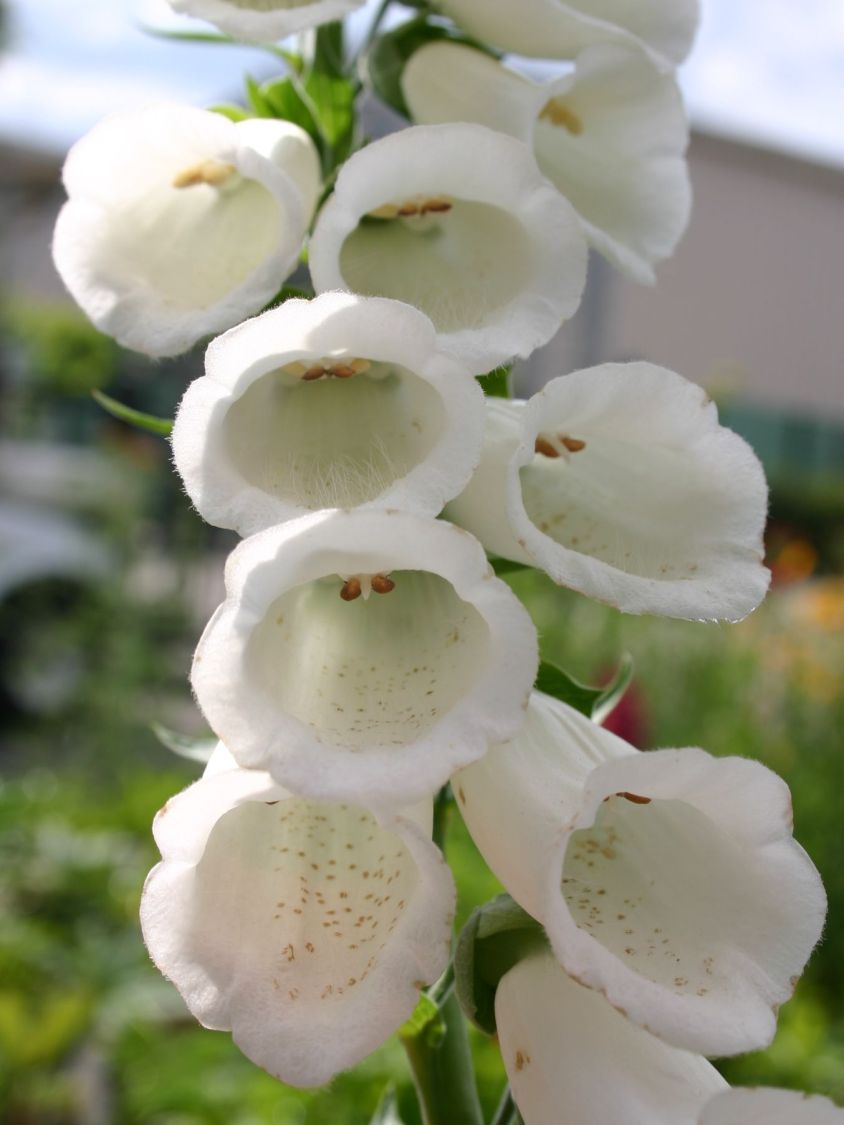 Weißblühender Fingerhut 'Alba' - Digitalis purpurea 'Alba'