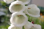 Weißblühender Fingerhut 'Alba' - Digitalis purpurea 'Alba'