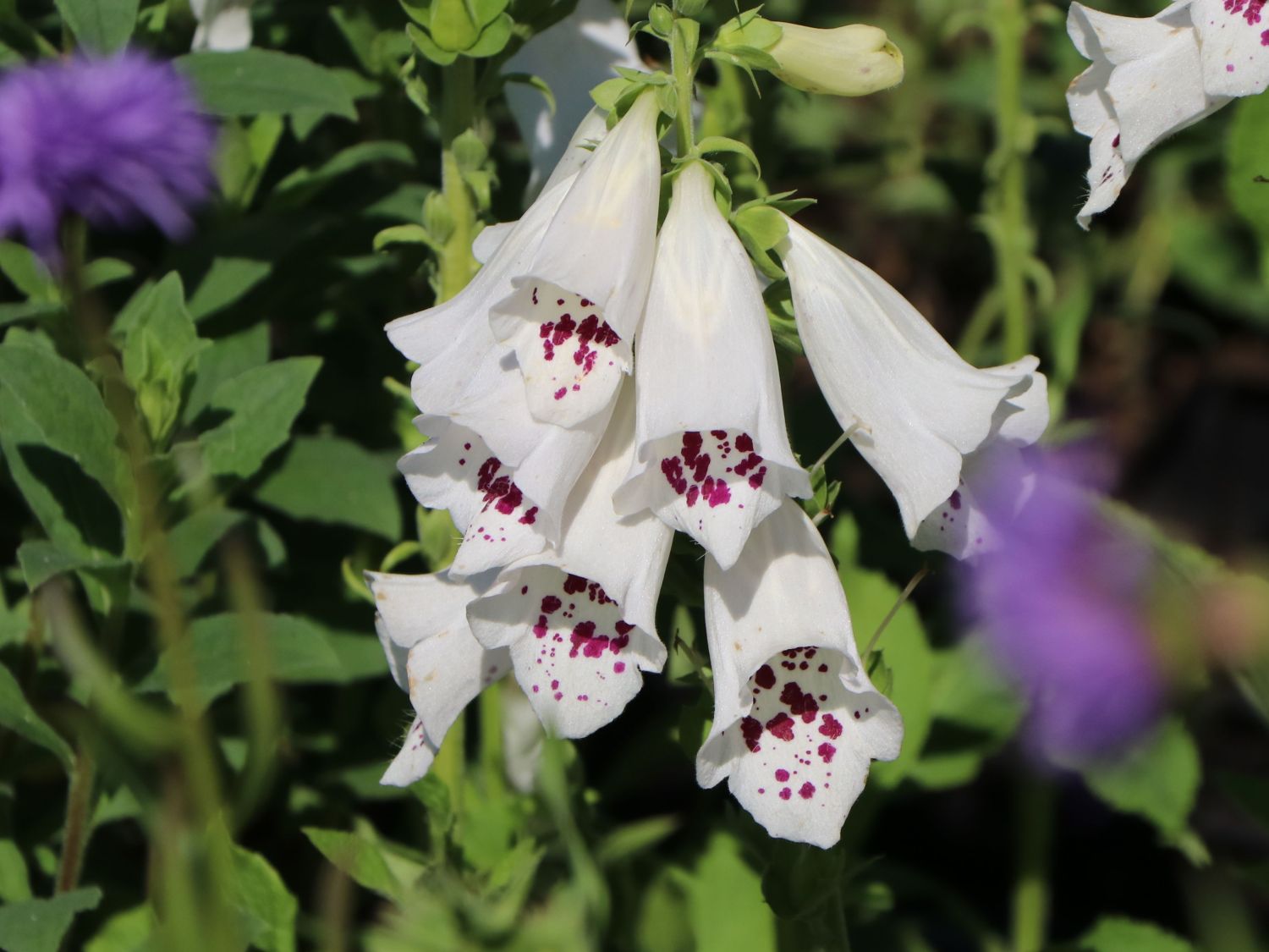 Weißblühender Fingerhut 'Alba' - Digitalis purpurea 'Alba'