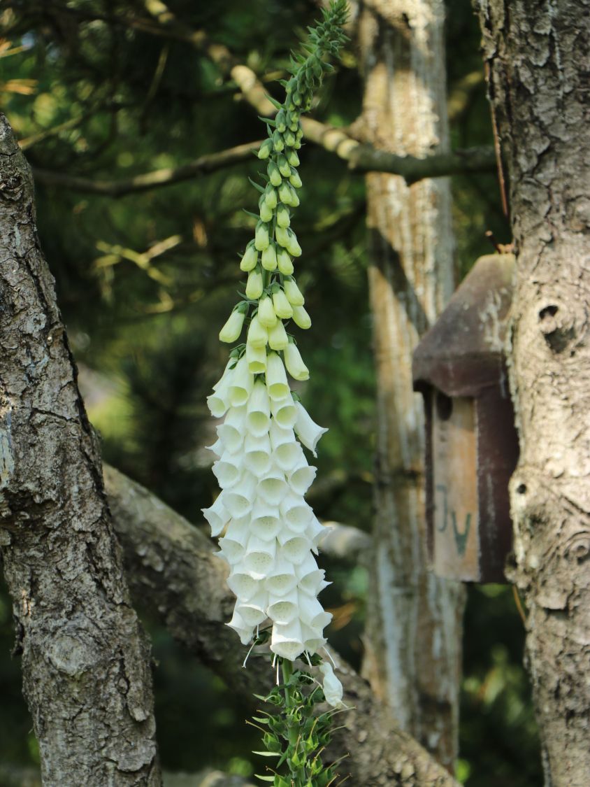 Weißblühender Fingerhut 'Alba' - Digitalis purpurea 'Alba'