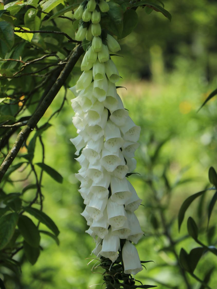 Weißblühender Fingerhut 'Alba' - Digitalis purpurea 'Alba'