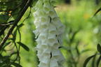 Weißblühender Fingerhut 'Alba' - Digitalis purpurea 'Alba'