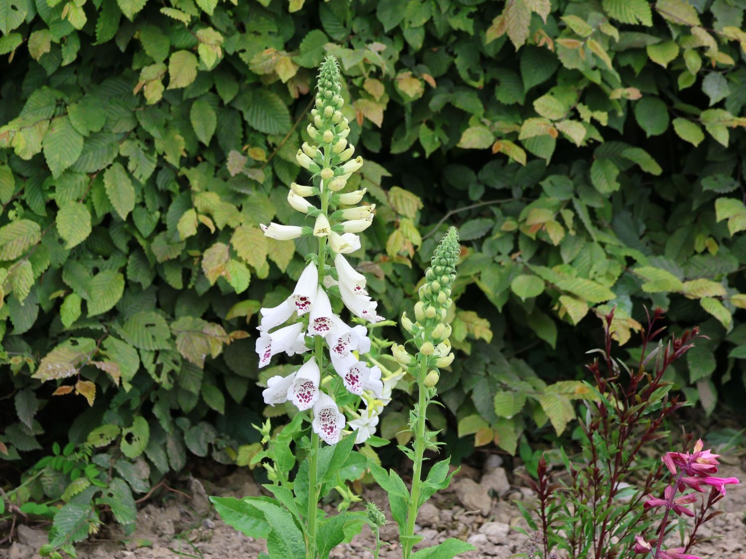 Weißblühender Fingerhut 'Alba' - Digitalis purpurea 'Alba'