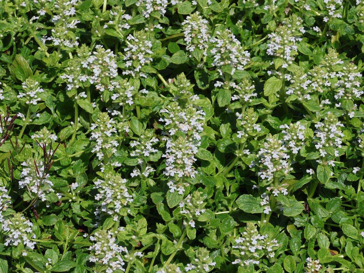 Weißblühender Günsel 'Alba'