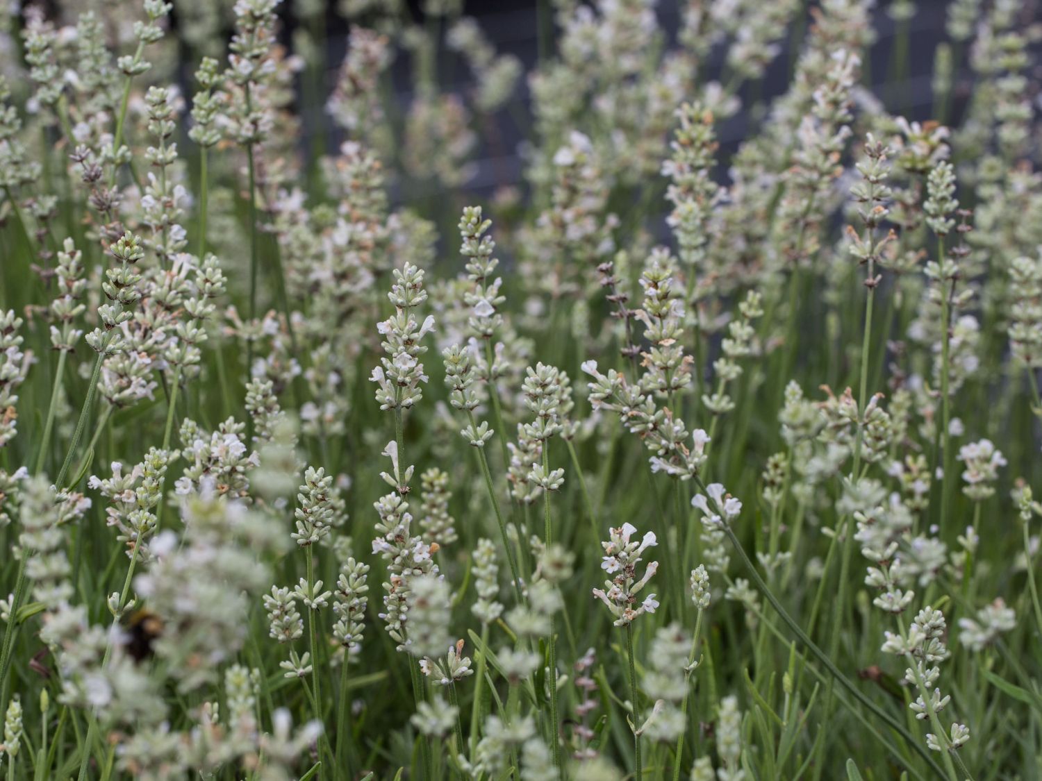 Weißblühender Lavendel 'Arctic Snow' - Lavandula angustifolia 'Arctic Snow'