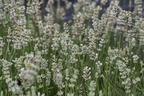 Weißblühender Lavendel 'Arctic Snow' - Lavandula angustifolia 'Arctic Snow'