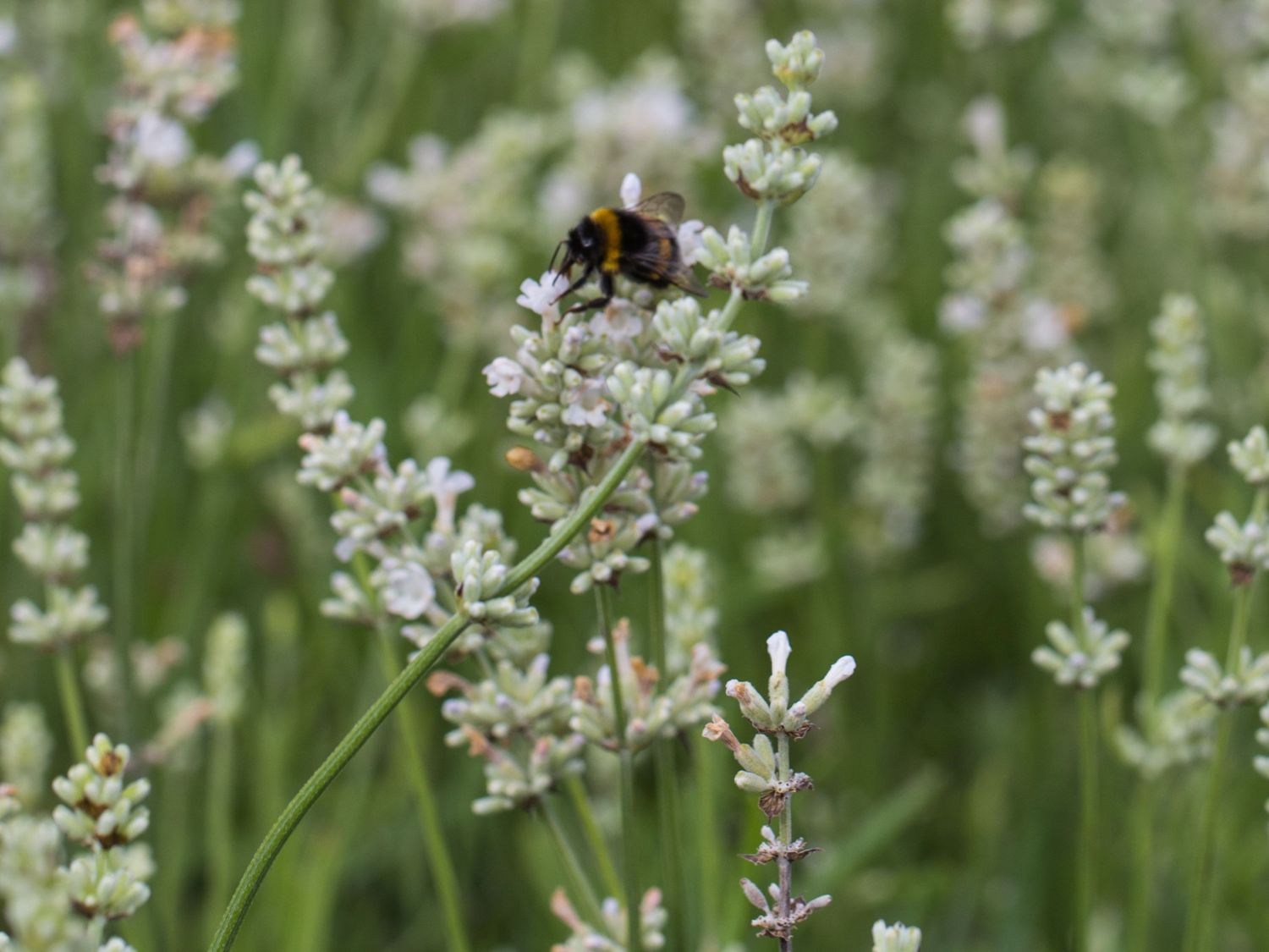 Weißblühender Lavendel 'Arctic Snow' - Lavandula angustifolia 'Arctic Snow'