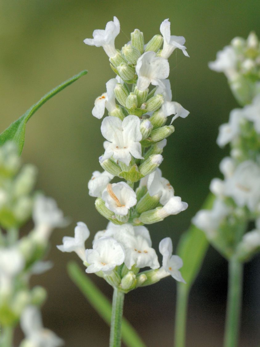 Weißblühender Lavendel 'Arctic Snow' - Lavandula angustifolia 'Arctic Snow'