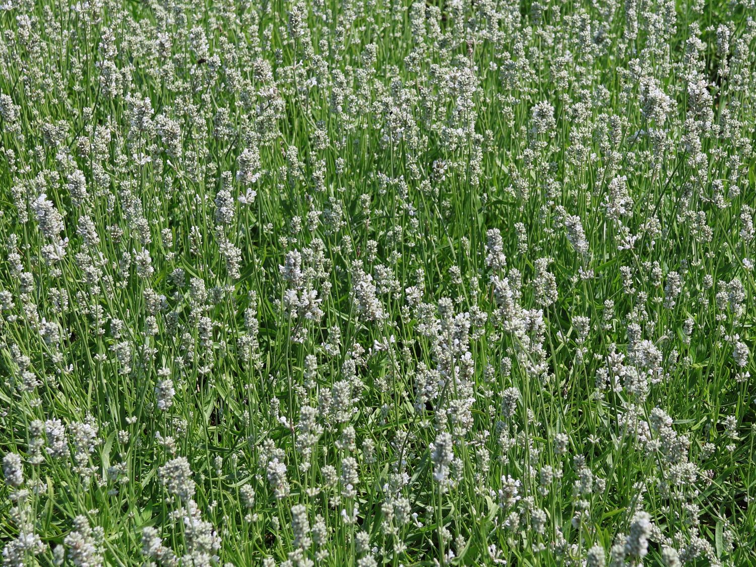 Weißblühender Lavendel 'Arctic Snow' - Lavandula angustifolia 'Arctic Snow'