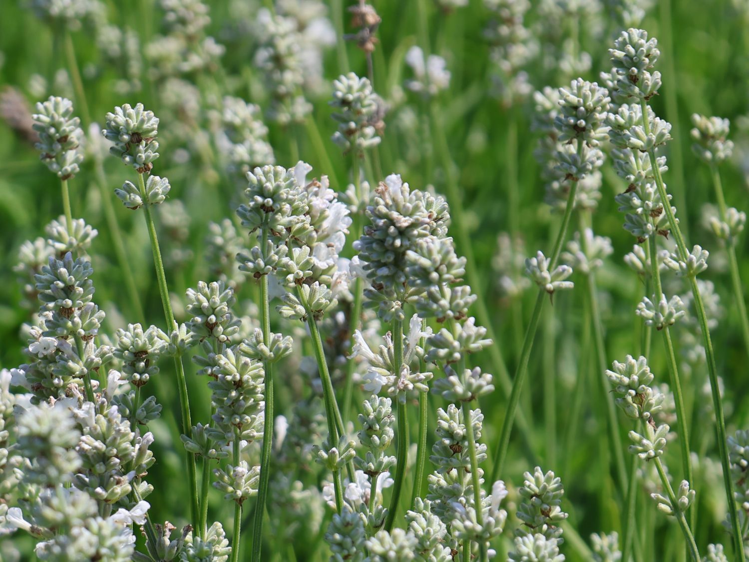 Weißblühender Lavendel 'Arctic Snow' - Lavandula angustifolia 'Arctic Snow'