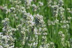 Weißblühender Lavendel 'Arctic Snow' - Lavandula angustifolia 'Arctic Snow'