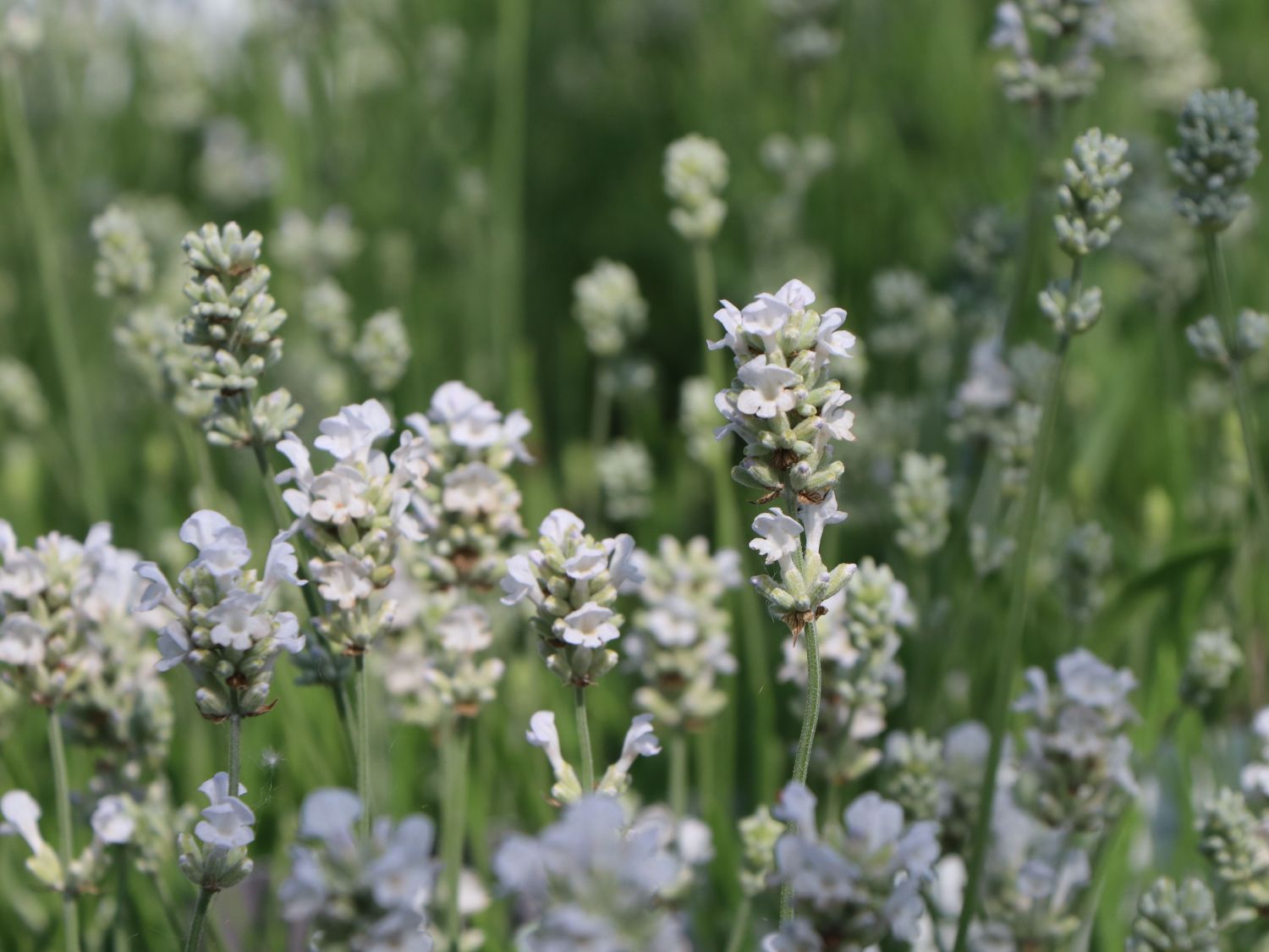 Weißblühender Lavendel 'Arctic Snow' - Lavandula angustifolia 'Arctic Snow'